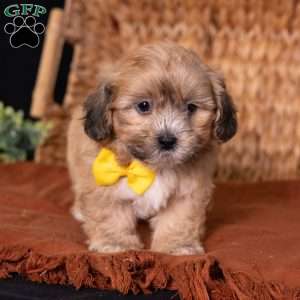 Scott, Teddy Bear Puppy